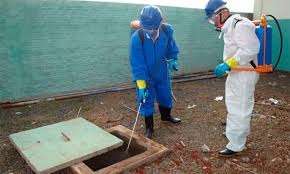 dedetizacao para evitar proliferacao