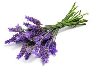 Lavanda repele insetos repelentes naturais contra insetos
