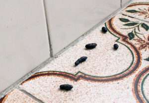 veja como é o cocô de rato