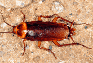 Como Eliminar Baratas de sua Casa Desentupidora Suprema