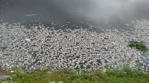 peixes mortos 