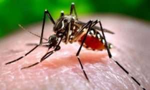 Combate à dengue, chikungunya e zika vírus Desentupir 24h