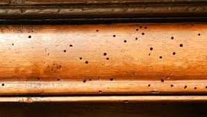 infestacao de cupins