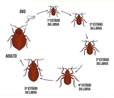 Ciclo de vida dos percevejos - Triatomíneos ciclo de vida percevejos de cama