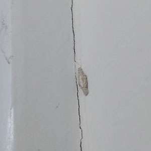 Dedetização de traças