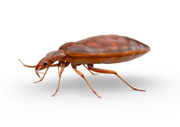 Percevejo de Cama percevejo de cama