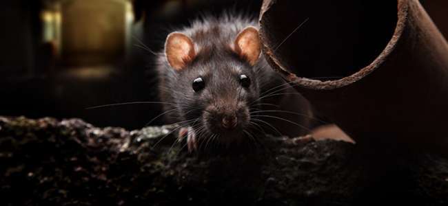 5 doenças mortais que os ratos transmitem
