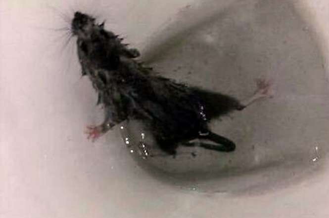 Rato saindo do Vaso Sanitário 